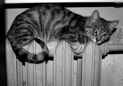 Кот нагревается на батарее отопления в квартире Стоковое Фото - изображение  насчитывающей ангстрома, бело: 197909592