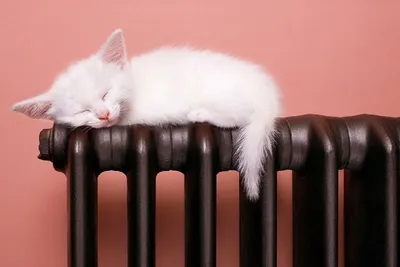 Кошка спит на батарее. Не опасно ли это? | Блог зоомагазина Zootovary.com