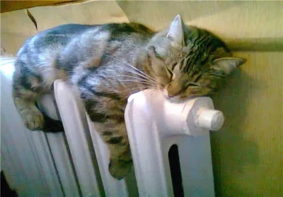 🐱Не вредно ли, если кошка спит на батарее? | Нос, хвост, лапы | Дзен