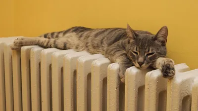 Кот на батарее - к холодной зиме | Пикабу
