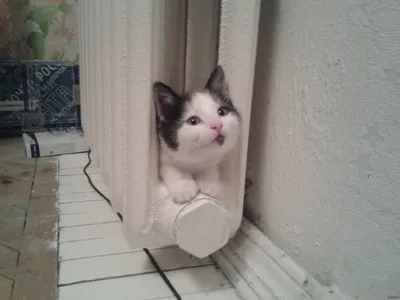 Осторожно, тепло: чем опасны для кошек батареи отопления - Питомцы Mail.ru