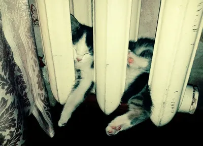 Кот спит на батарее в квартире» — создано в Шедевруме