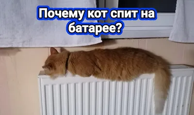 Почему кошка спит на батарее ? | Домашняя Обзорочка | Дзен