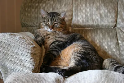Как выбрать диван в гостиную, если в доме кот? | Диваны | Дзен