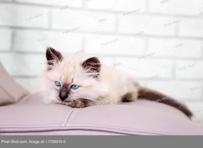 Бесплатные Кошка на диване стоковые фотографии | FreeImages