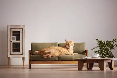 Кот с удаленными отдыхом на серую диване 2 Стоковое Изображение -  изображение насчитывающей юмористика, плюшка: 190968747