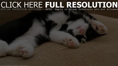 Кошка лежит на диване - картинки и фото koshka.top