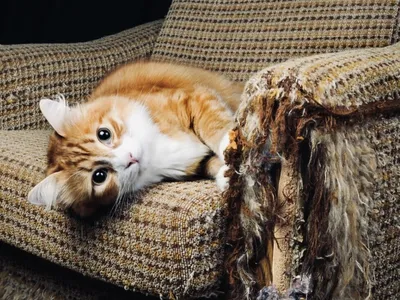 Полосатый кот на диване, на светлом фоне :: Стоковая фотография ::  Pixel-Shot Studio