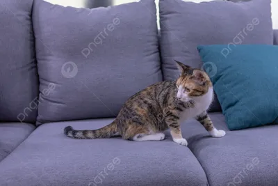Огромный пушистый кот на диване» — создано в Шедевруме