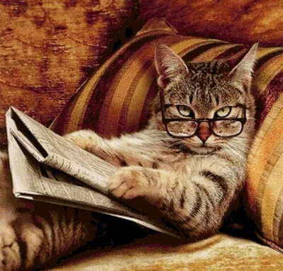 Кошка дерет диван вовсе не для того, чтобы поточить когти. Три основные  причины такого поведения | Кошка.ru | Дзен