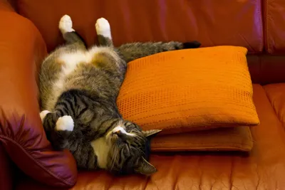 Забавный рыжий кот дома на диване :: Стоковая фотография :: Pixel-Shot  Studio