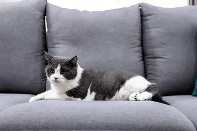 ленивая кошка на диване Stock Photo | Adobe Stock