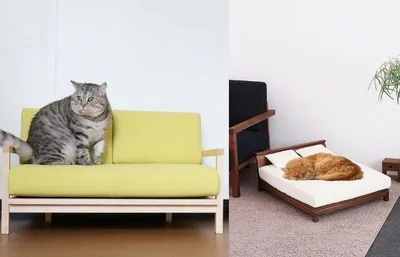 рыжий кот :: барин :: диван :: котэ (прикольные картинки с кошками) /  смешные картинки и другие приколы: комиксы, гиф анимация, видео, лучший  интеллектуальный юмор.