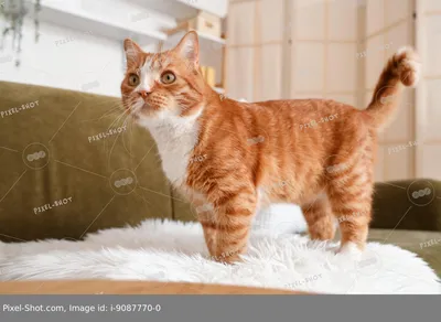 С деловым видом, на диване, могут лежать только коты и мужики... | Пикабу
