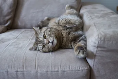 Какой диван выбрать, если есть кот?