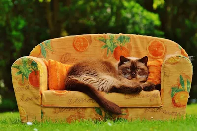 Кот сидит на диване: 68 фото