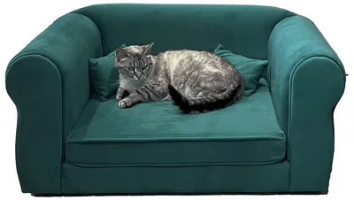 Кот дерёт диван, как отучить его от этой дурной привычки? 🐈 |  ВАШАКОМНАТА.РФ | Дзен