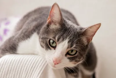 Уморительные попытки кота залезть на диван рассмешили соцсети (ФОТО,  ВИДЕО): читать на Golos.ua