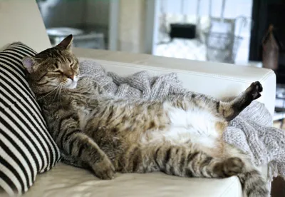 большой диван маленький кот / диван :: живность :: котэ (прикольные  картинки с кошками) / смешные картинки и другие приколы: комиксы, гиф  анимация, видео, лучший интеллектуальный юмор.