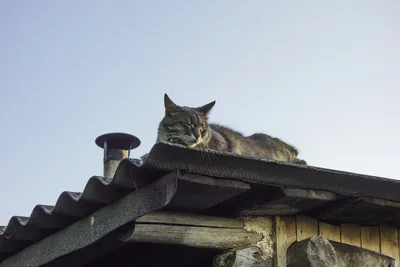 Кот на крыше | Пикабу