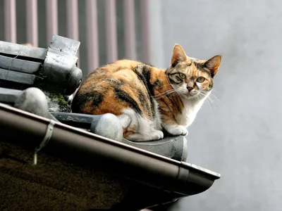 Тише мыши-кот на крыше\" :: Инна Малявина – Социальная сеть ФотоКто