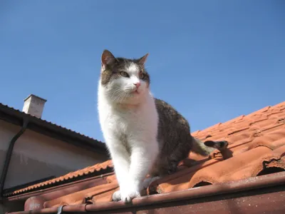 На заре или кот на крыше .. :: Святец Вячеслав – Социальная сеть ФотоКто