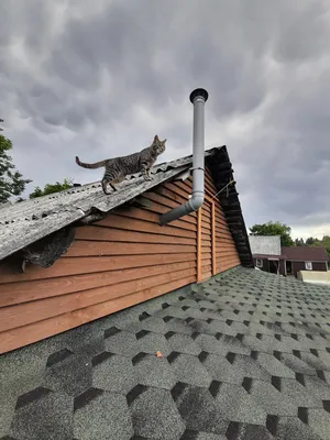 Усадьба Кот на крыше в Большевике, снять агроусадьбу Кот на крыше