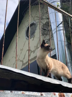 Кот на крыше | Это вам не ПарЫж | Дзен