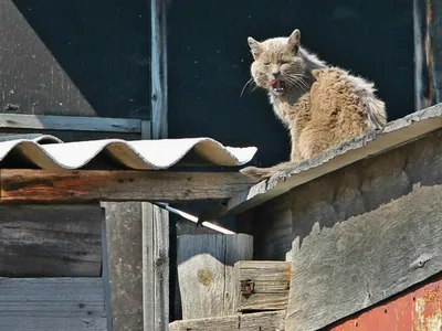 Серый кот на серой крыше в небе сером солнце ищет | Пикабу