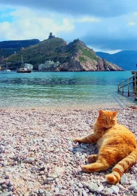 Фото Котенок отдыхает на берегу моря