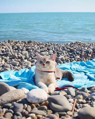 Котик на море - картинки и фото koshka.top
