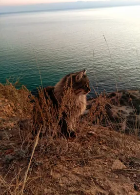 Кот на море стоковое изображение. изображение насчитывающей взморье -  98157763