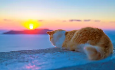 Кот, который полюбил мечтать, глядя на море — Фото №1399659