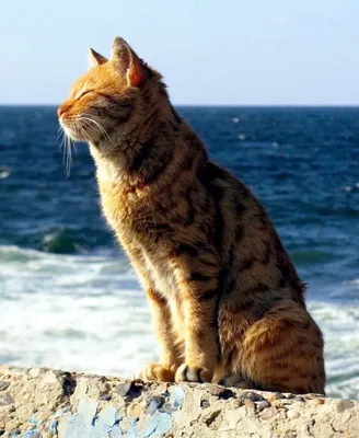 Кот на море на пляже смотрит на …» — создано в Шедевруме
