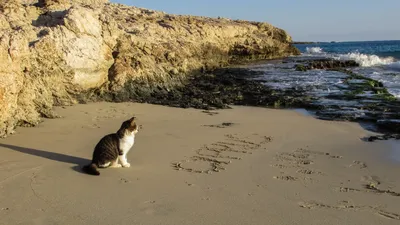 Кошка на море - красивые фото