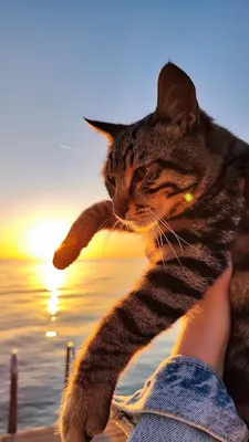 Кот в море на закате котенок сидит в морской воде пляж на закате | Премиум  Фото