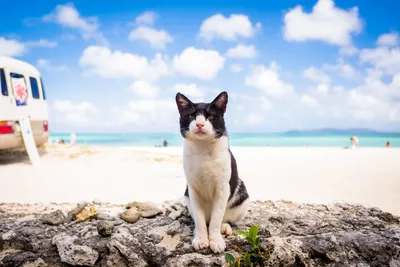 На берегу синего моря,кошка и кот» — создано в Шедевруме