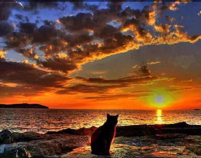 кот на море. отпуск с домашним животным Стоковое Изображение - изображение  насчитывающей жизнь, счастливо: 250365777