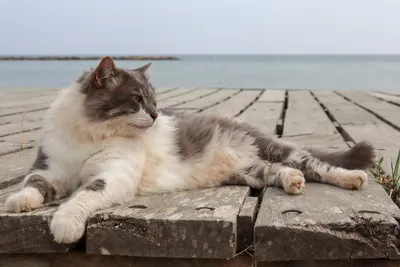 Фото Кот сидит на берегу моря, на фоне заката