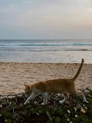 Картинки котенок у моря (68 фото) » Картинки и статусы про окружающий мир  вокруг