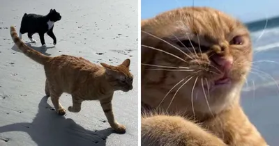 Недовольный кот на море - картинки и фото koshka.top