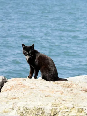 Фото кота на море: самые новые и качественные снимки | Кот на море Фото  №1292855 скачать