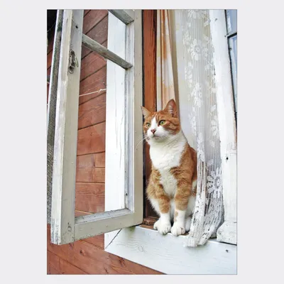 Кот на окне фото фотографии