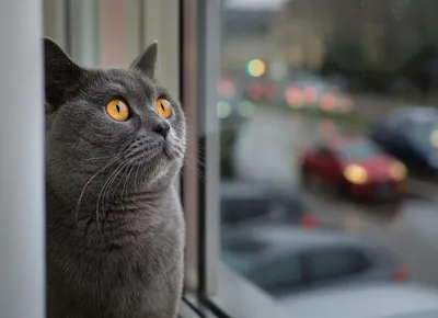 Фото Пушистый кот на окне, by Daykiney