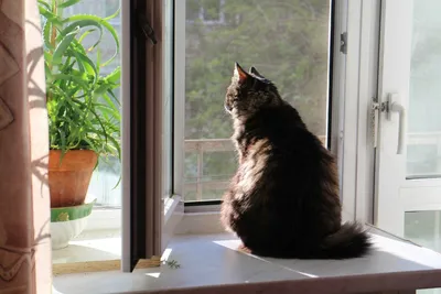Кот на окне стоковое фото. изображение насчитывающей покрыно - 31078816
