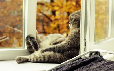 Пять причин, почему ваш кот любит смотреть в окно - 20 ноября, 2019  Популярное «Кубань 24»