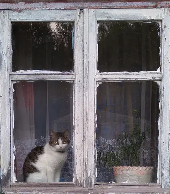 Кот в окне | Пикабу