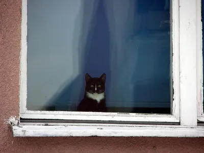 Кошка на окне - красивые фото