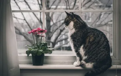 Кот сидит на окне подоконник с цветами рисунок Cat art | Милые рисунки,  Рисунки, Рисунок