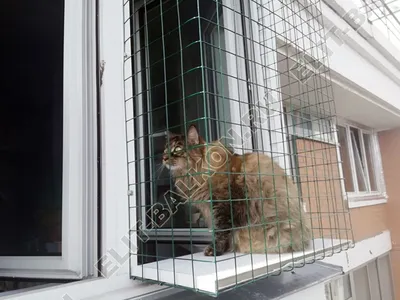 Кошка застряла в окне — как избежать трагедии - Кот, пёс и я